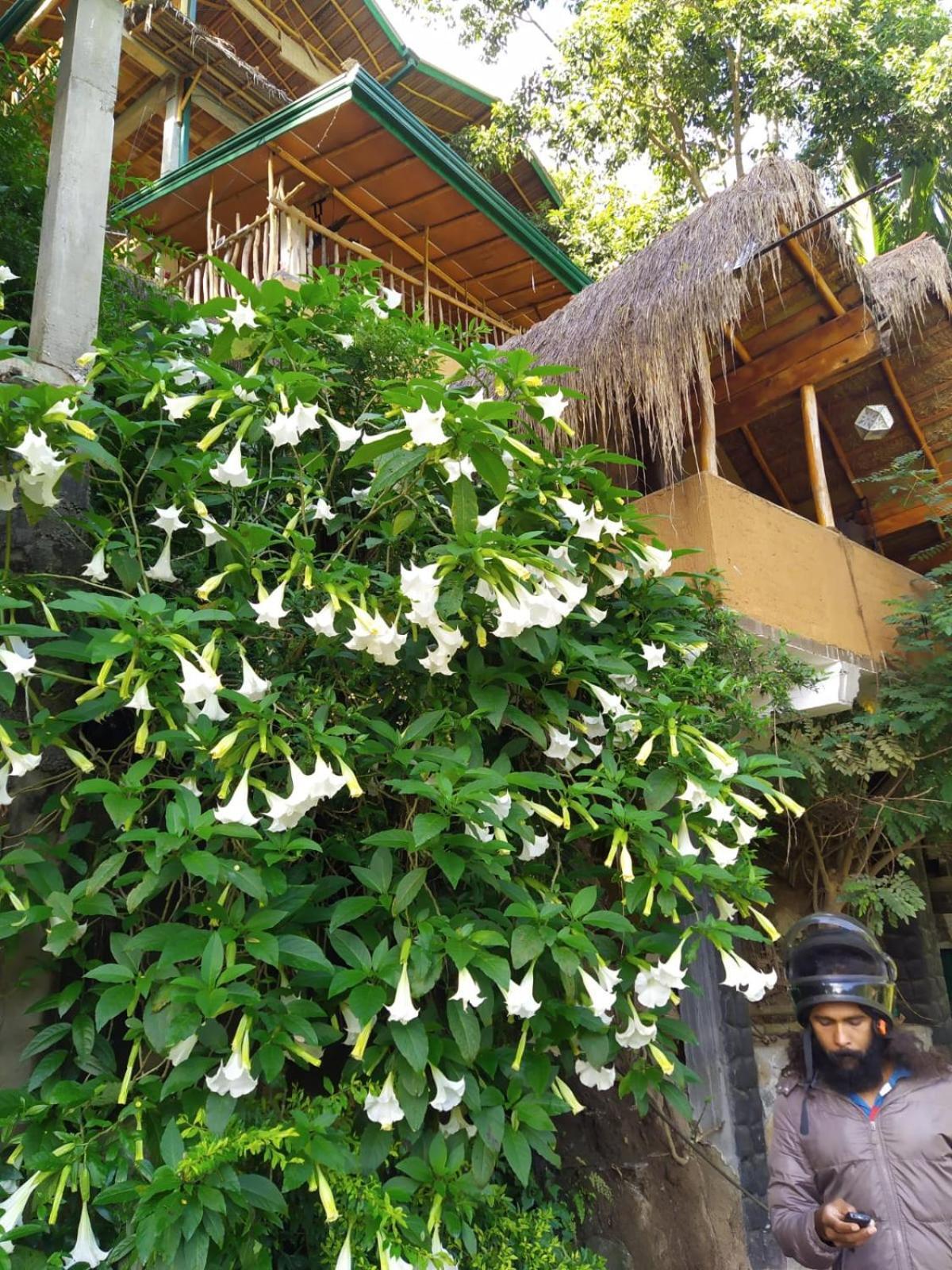 Отель Ella Treehouse Экстерьер фото