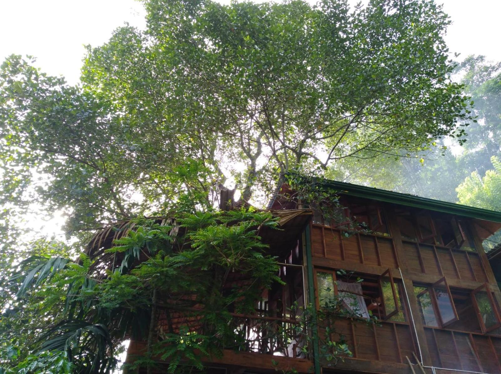 Отель Ella Treehouse Экстерьер фото